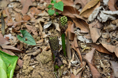 Amorphophallus henryi