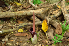 Amorphophallus henryi