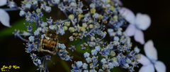 Lasiotrichius succinctus