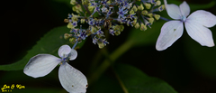Hydrangea serrata