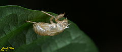 Leptosemia takanonis