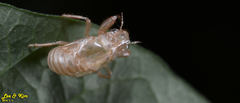 Leptosemia takanonis