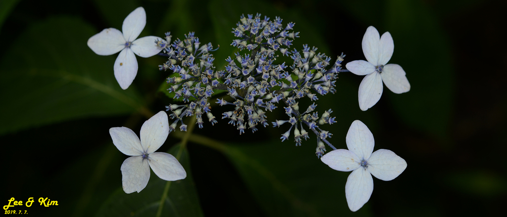 Mountain hydrangea