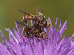Sicus ferrugineus