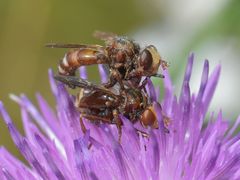 Sicus ferrugineus