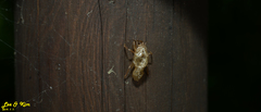 Leptosemia takanonis