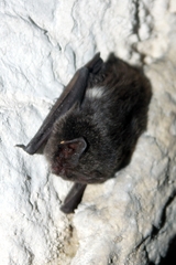 Barbastella barbastellus
