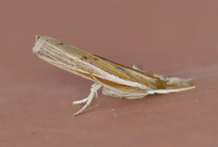 Fissicrambus profanellus