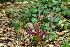 Amorphophallus henryi
