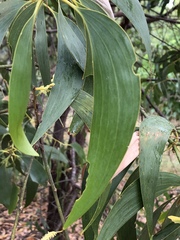 Acacia crassicarpa