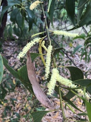 Acacia crassicarpa
