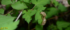 Leptosemia takanonis