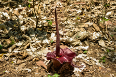 Amorphophallus henryi