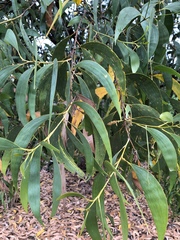 Acacia crassicarpa