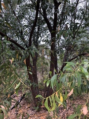 Acacia crassicarpa