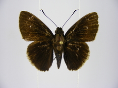 Caenides dacena
