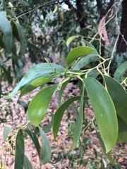Acacia crassicarpa