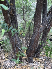 Acacia crassicarpa