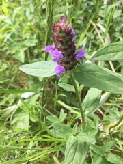 Prunella vulgaris