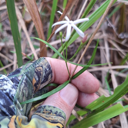 Image of Jasminum simplicifolium by (c) Greg Tasney, some rights reserved (CC BY-SA)