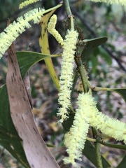 Acacia crassicarpa