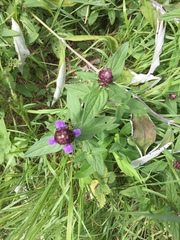 Prunella vulgaris