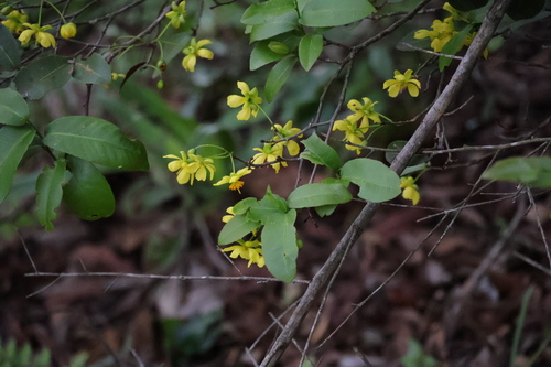 Image of Ochna arborea by (c) Mahomed Desai, some rights reserved (CC BY)