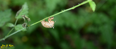 Leptosemia takanonis