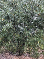 Acacia crassicarpa
