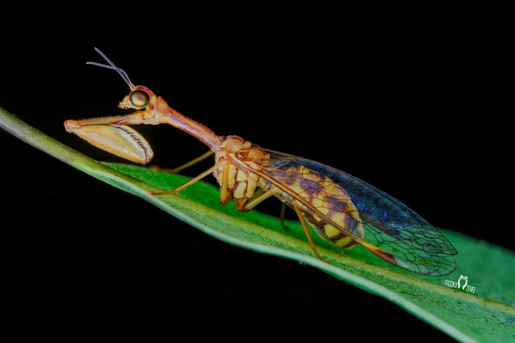 Neglu Insect Necyla from 中国福建省南平市武夷山市 on October 8, 2024 at 12:11 PM by 帕索卡 ...