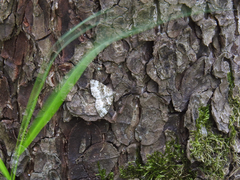 Epirrhoe rivata