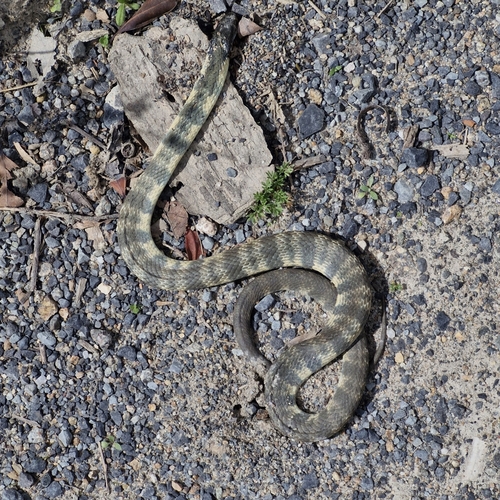 Tiger Snake sighting