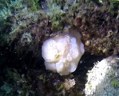 Phallusia mammillata