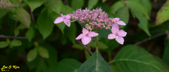 Hydrangea serrata