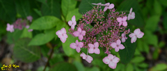 Hydrangea serrata