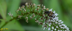 Lasiotrichius succinctus