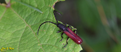 Pyrestes