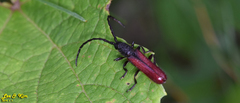Pyrestes