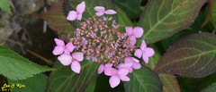 Hydrangea serrata