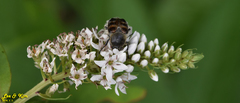 Lasiotrichius succinctus