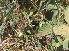 Candicantes