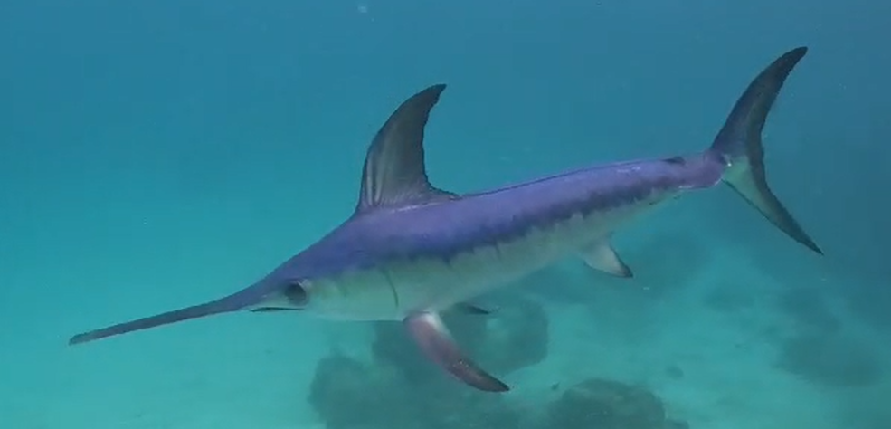 Swordfish (Xiphias gladius) — Xiphiidae