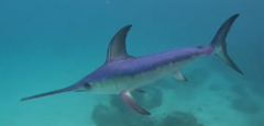 Swordfish photo 2