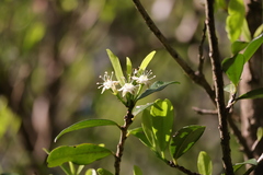 Erythroxylum emarginatum, photograph (c) Mahomed Desai, some rights reserved (CC BY)