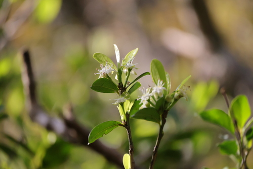 Image of Erythroxylum emarginatum by (c) Mahomed Desai, some rights reserved (CC BY)