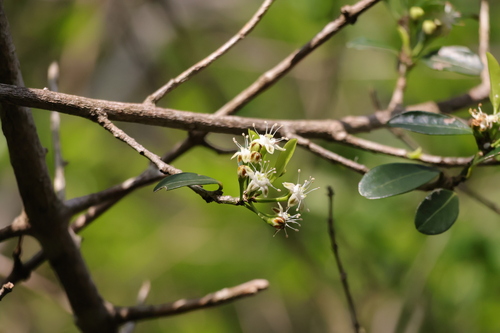 Image of Erythroxylum emarginatum by (c) Mahomed Desai, some rights reserved (CC BY)