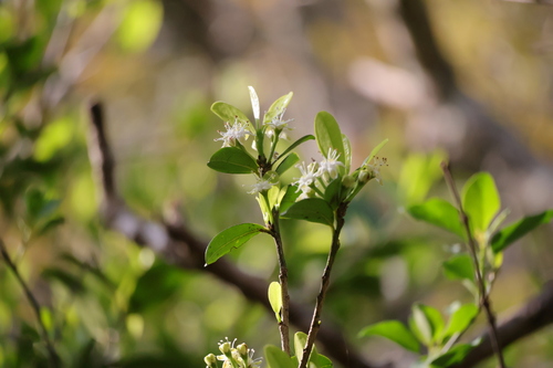 Image of Erythroxylum emarginatum by (c) Mahomed Desai, some rights reserved (CC BY)