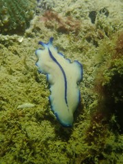 Pseudoceros concinnus