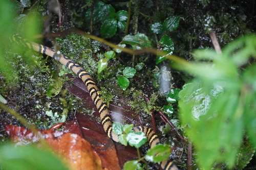 Pearl-banded Rat Snake