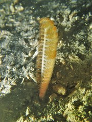Pennatuloidea